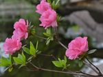 杜鹃花