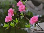 杜鹃花