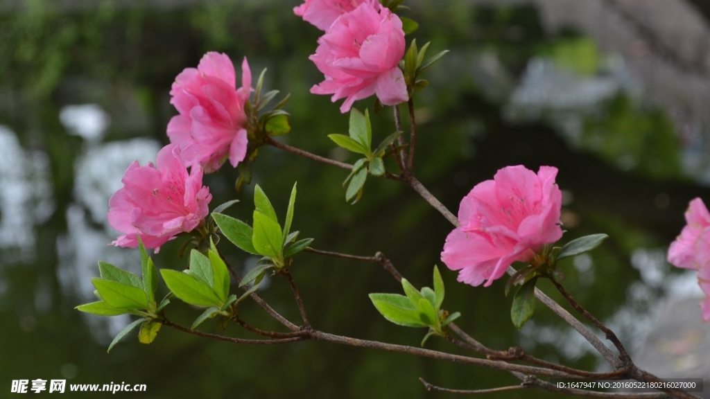 杜鹃花