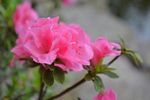 杜鹃花