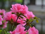 杜鹃花