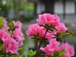杜鹃花