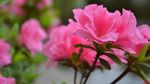 杜鹃花
