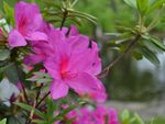 杜鹃花