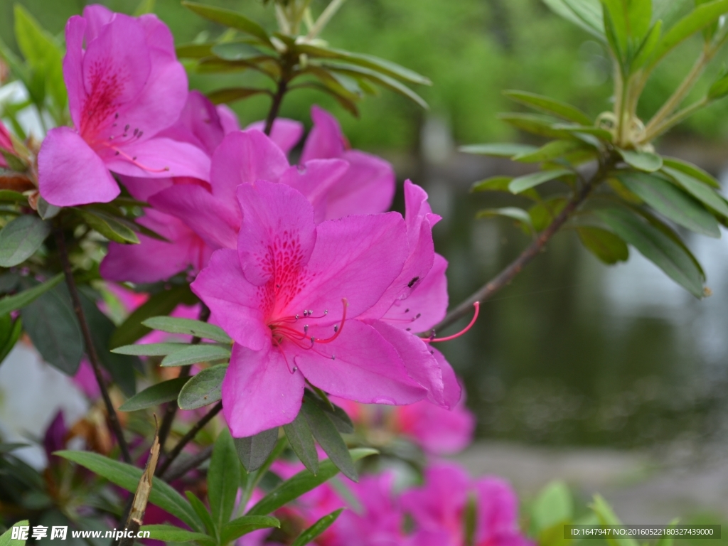 杜鹃花