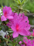 杜鹃花