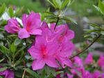 杜鹃花