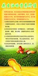 花生油 海报