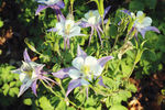 耧斗菜 猫爪花