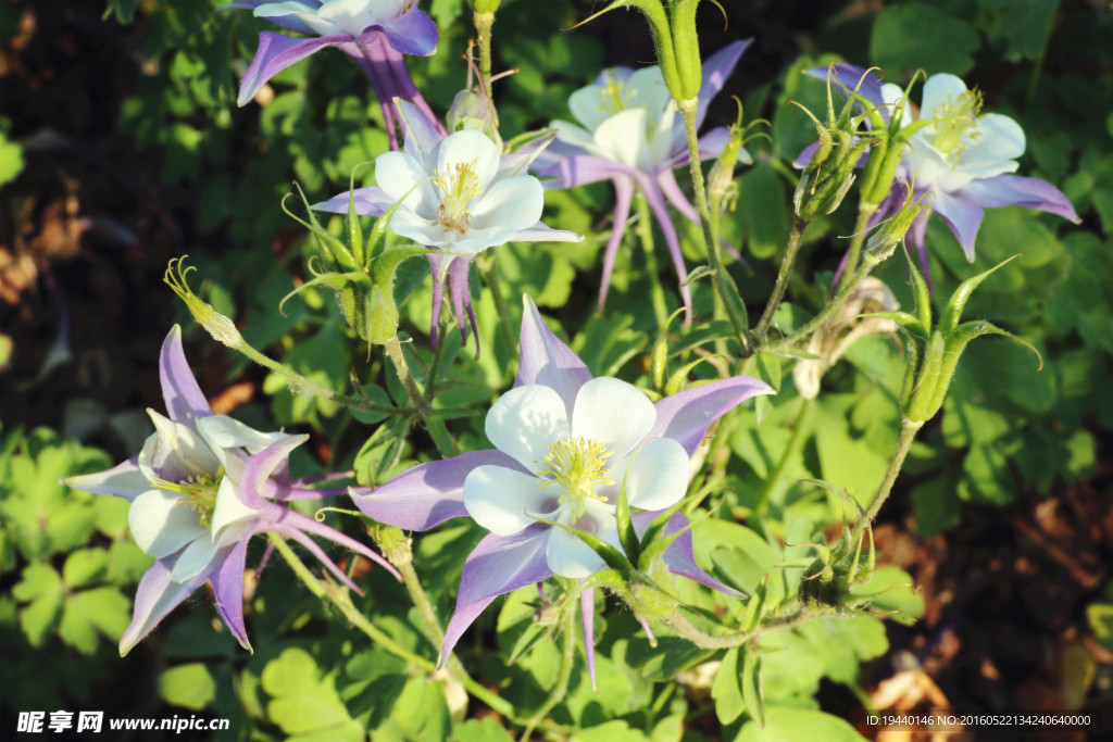 耧斗菜 猫爪花