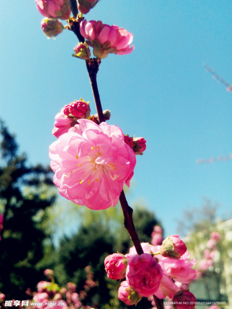 一枝桃花