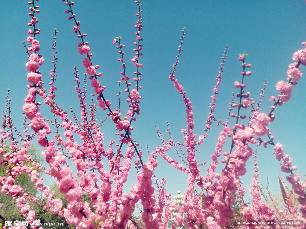 桃花