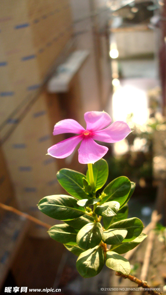 红花
