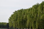 柳树