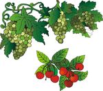 矢量葡萄 樱桃