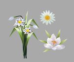 水仙花 小皱菊