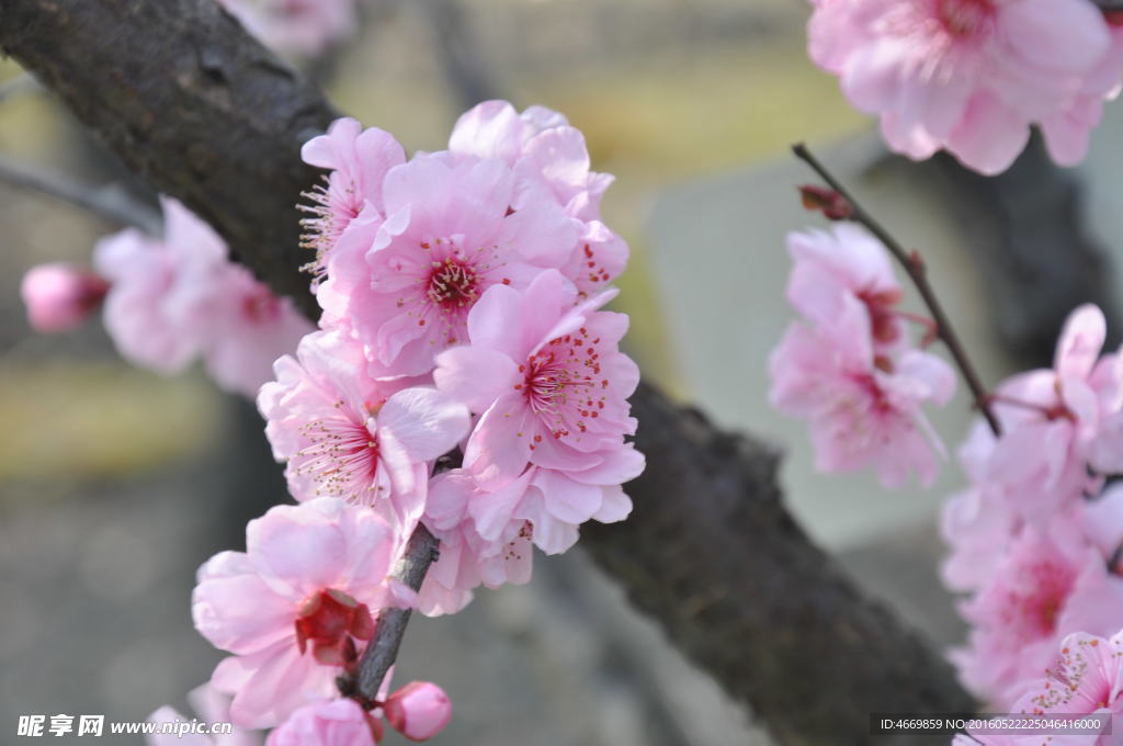 桃花