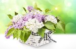 丁香花