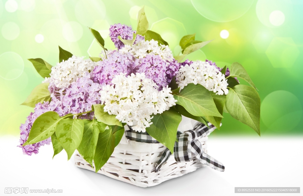 丁香花