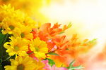 鲜花