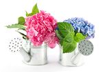 鲜花