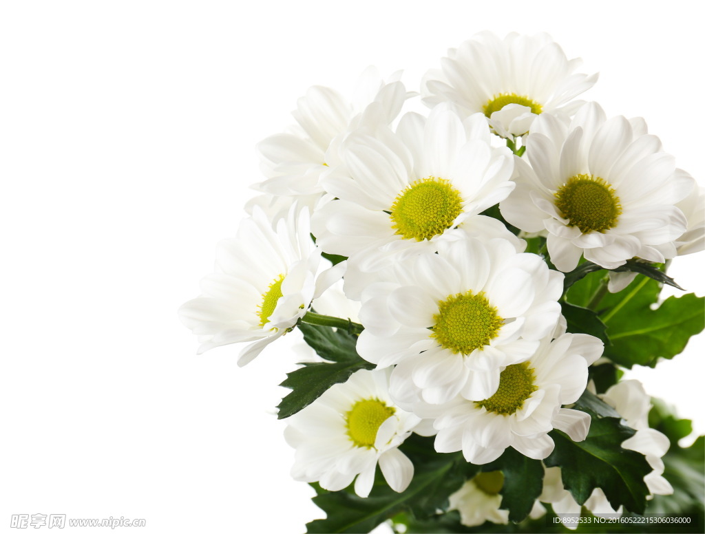野菊花