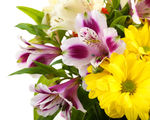 鲜花