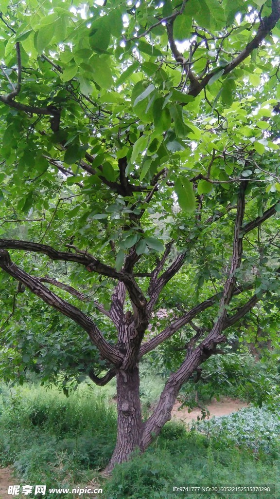 核桃树