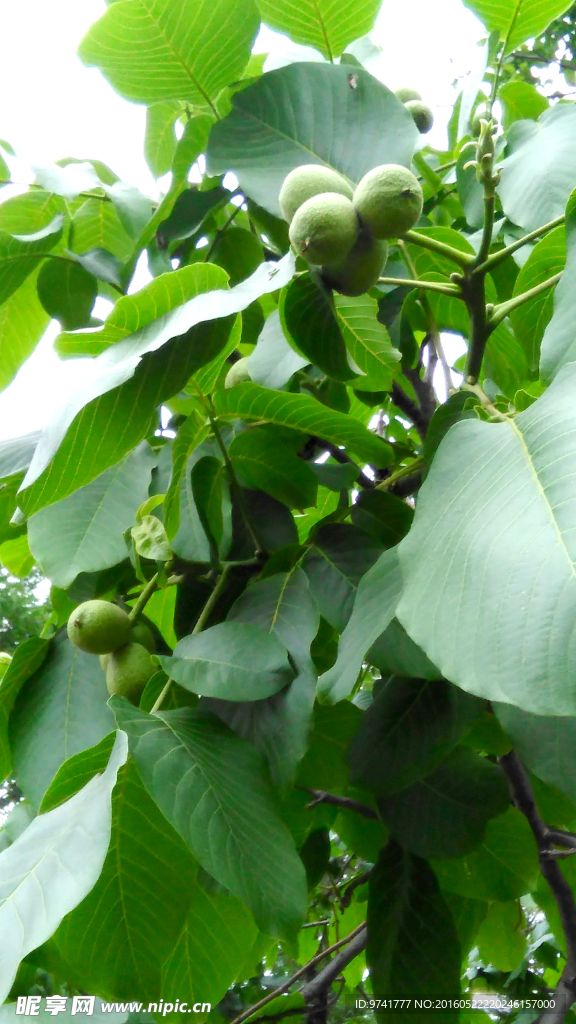 核桃树
