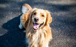 拉布拉多犬 金毛