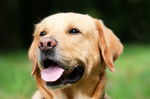 导盲犬 金毛