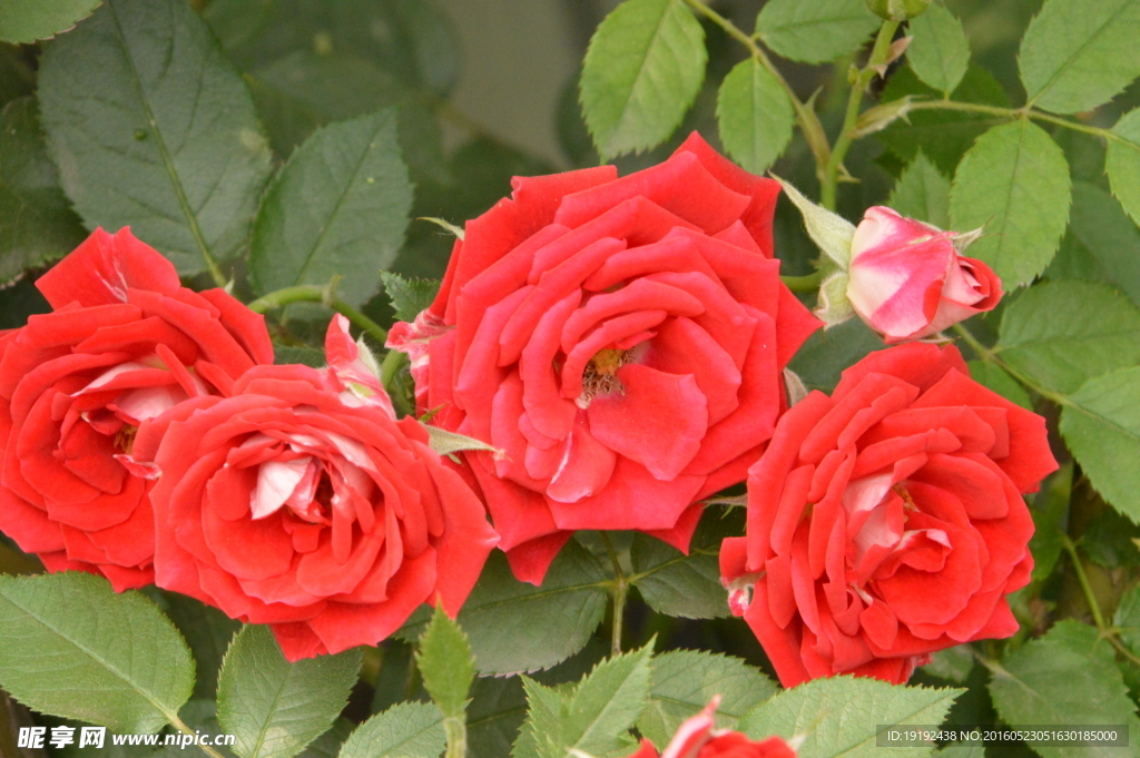 月季花