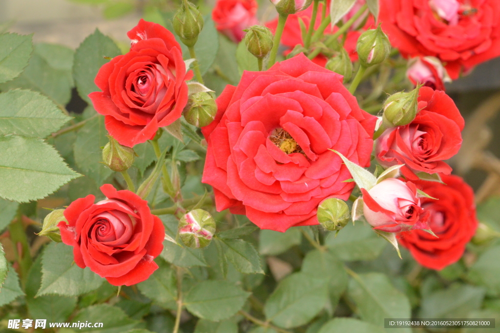 月季花