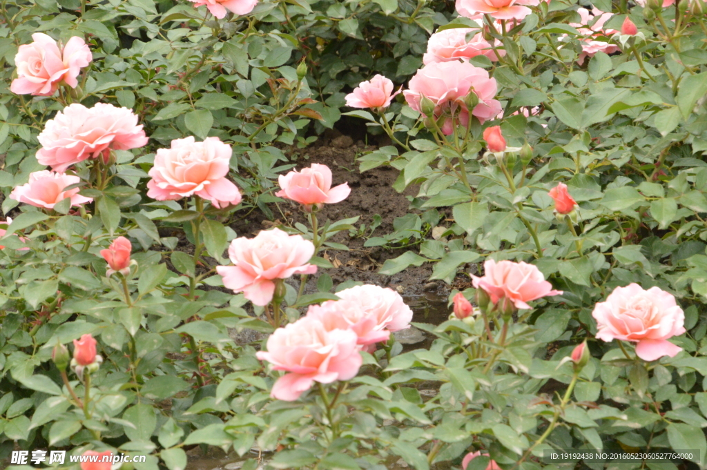 月季花