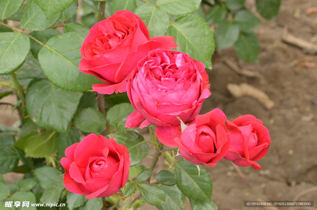 月季花