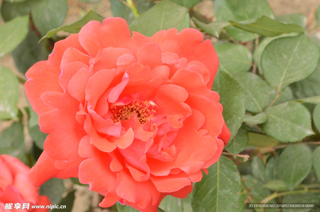 月季花