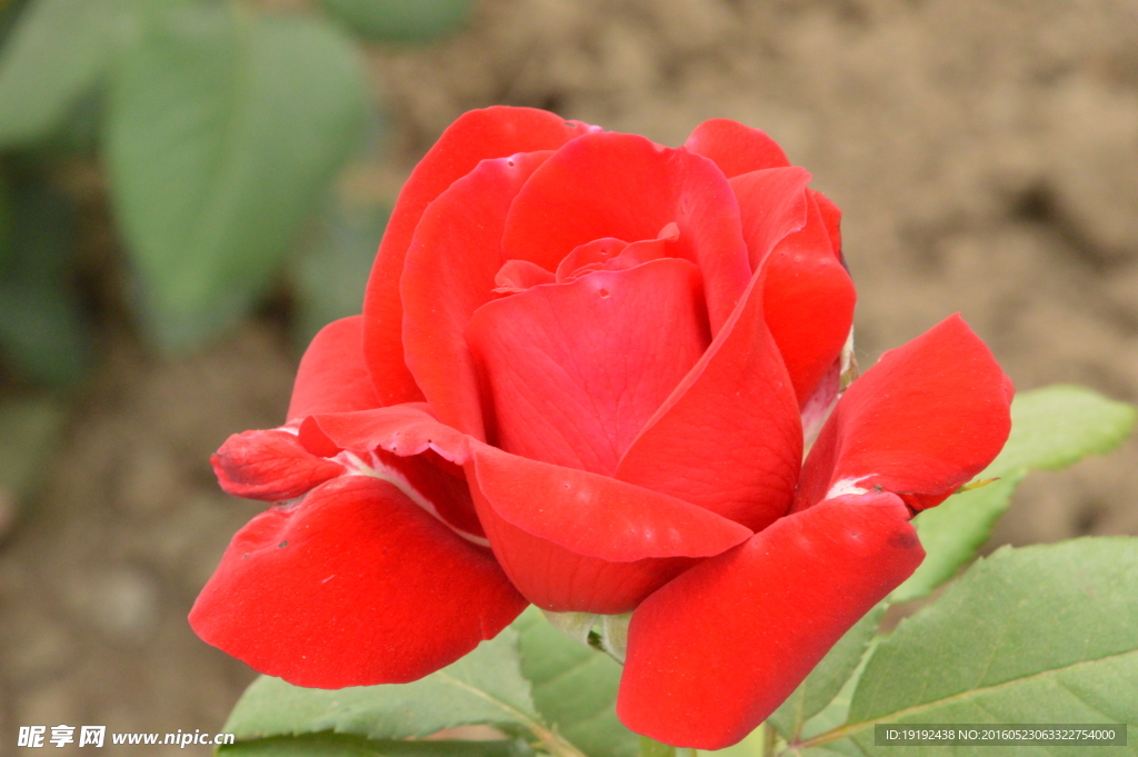 月季花