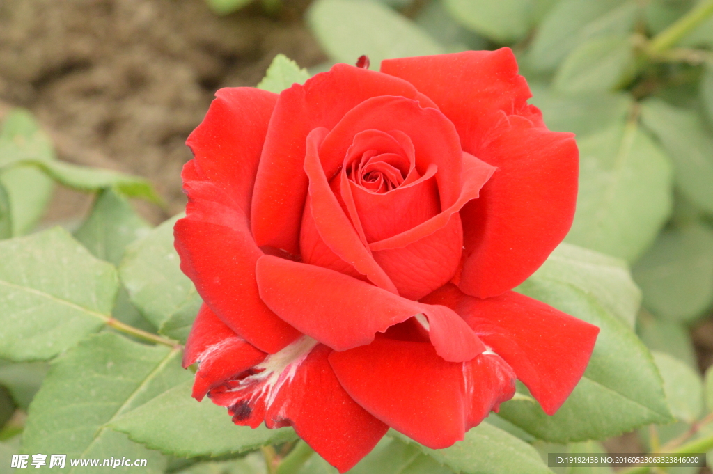 月季花