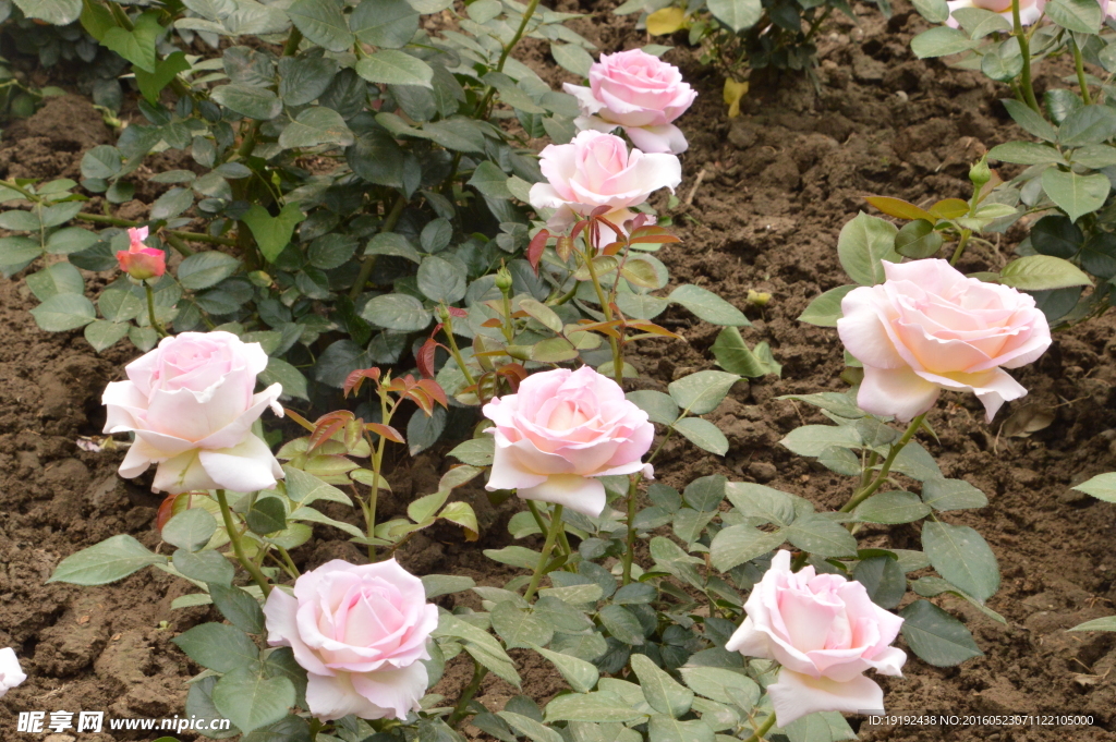 月季花