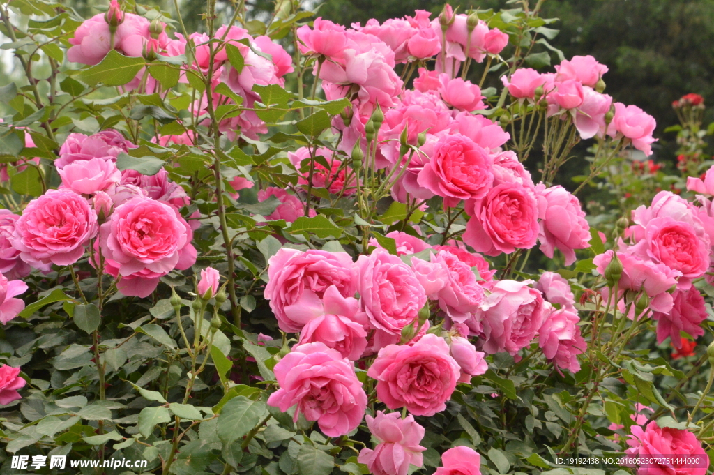 月季花