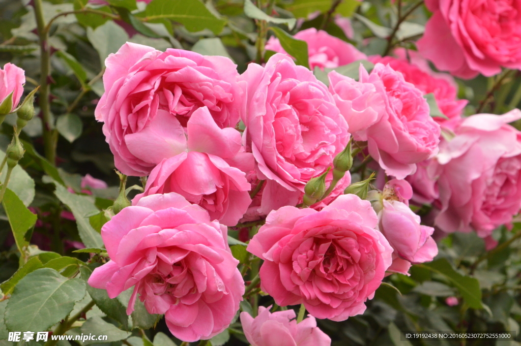 月季花