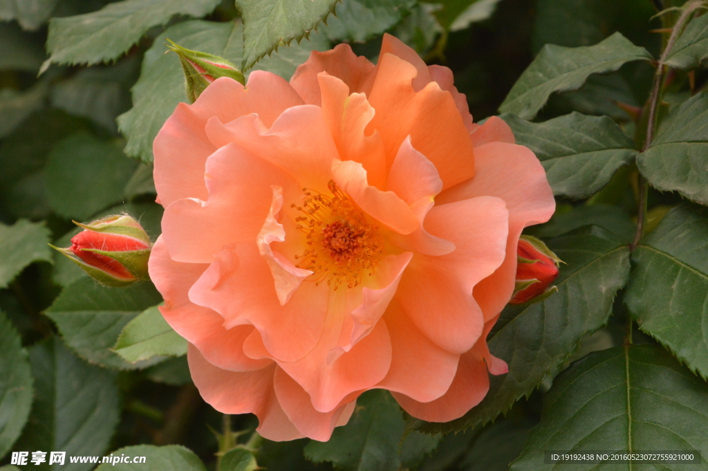 月季花