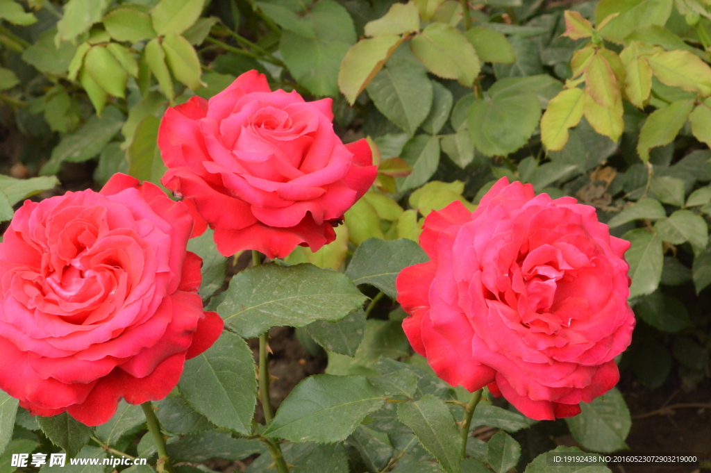 月季花