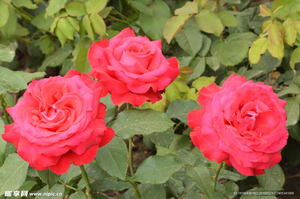 月季花