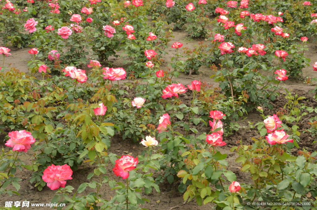 月季花