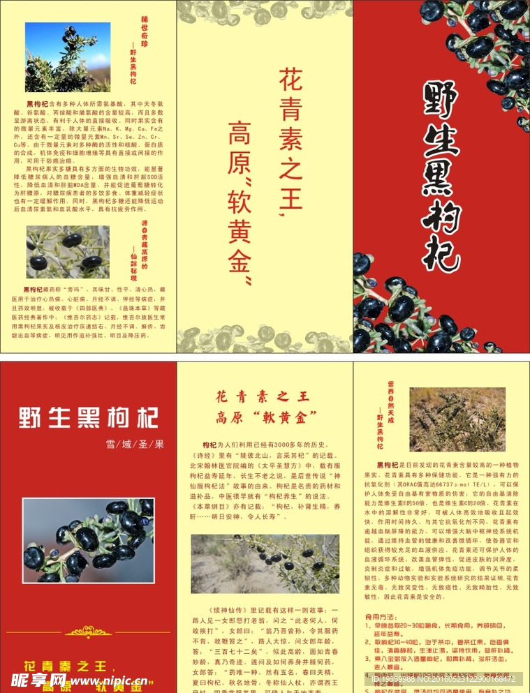 野生黑枸杞 折页