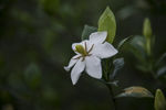 栀子花