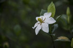 栀子花
