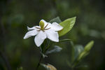 栀子花