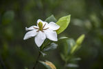 栀子花